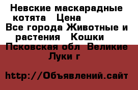 Невские маскарадные котята › Цена ­ 15 000 - Все города Животные и растения » Кошки   . Псковская обл.,Великие Луки г.